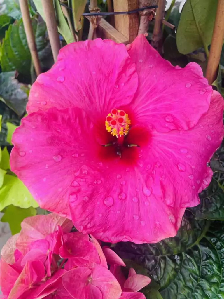 Hibiscus