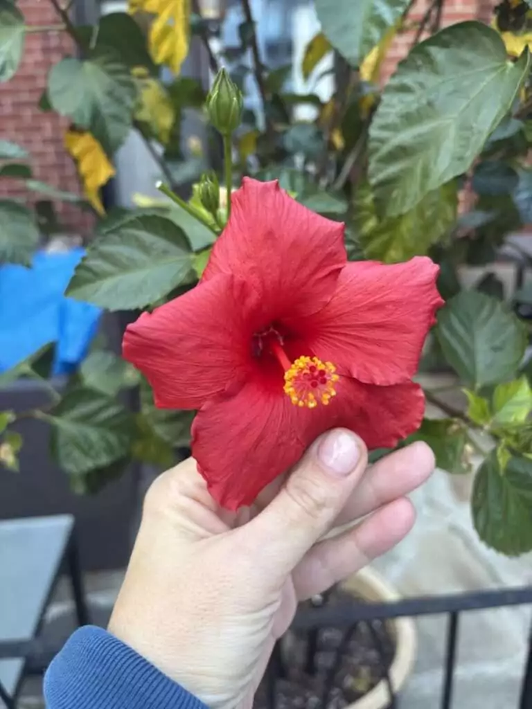 ff a609bc14389b26d53e3988a014da1d8f ff IMG 7520