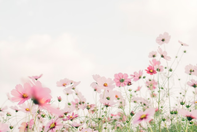 tomoko uji kxvn1ogpTtE unsplash